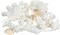 Sea Shells - White Real Mixed Beach Seashells (1lb) - Shells for Crafts - Ocean Decor - Beach Party Decorations - Seashell Decor - Large Shells Crafts